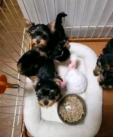 Yorkies-Welpen, 10 Wochen alt