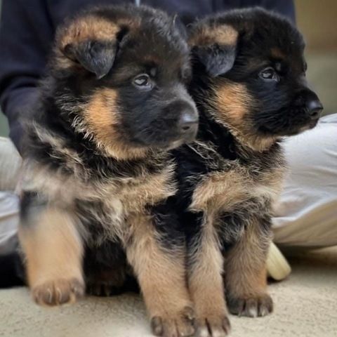 Top-Welpen europäischer Deutscher Schäferhunde
