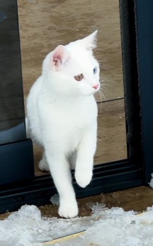 Vankatze