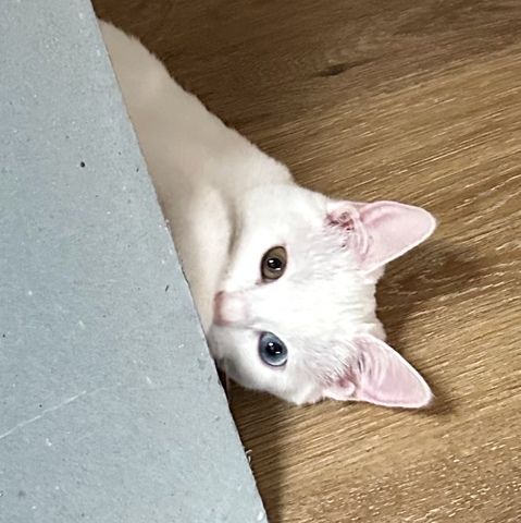 Vankatze