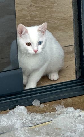 Vankatze