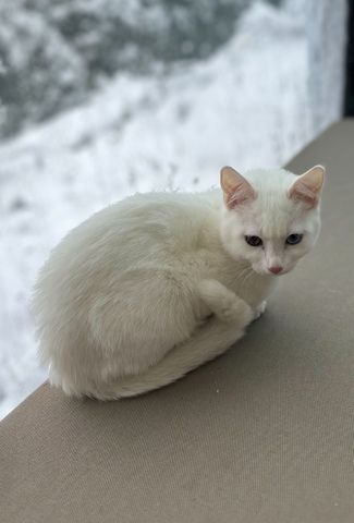Vankatze