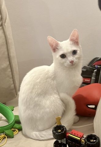 Vankatze