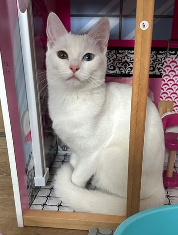 Vankatze
