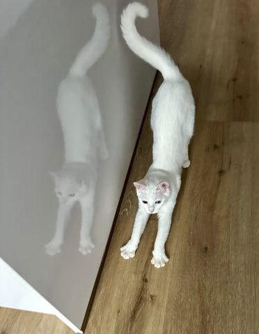 Vankatze