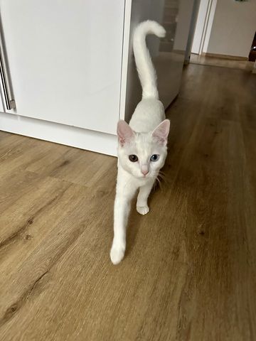 Vankatze
