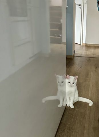 Vankatze