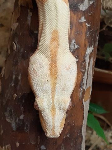 Boa Constrictor Imperator 1.0 Sunglow