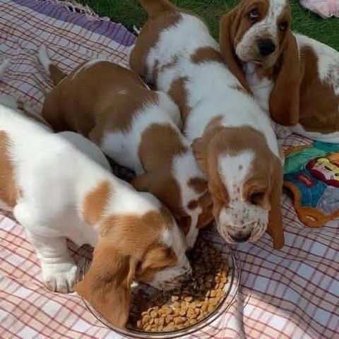 Erstaunliche Basset Hound-Welpen
