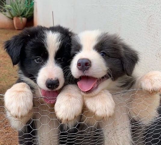 Wunderschöne Border-Collie