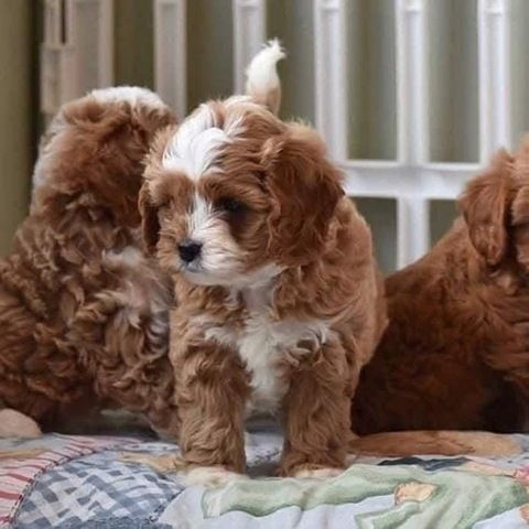 Stubenreine Cavapoo-Welpen zu verkaufen