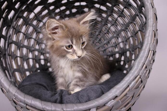 Süße Maine Coon Kätzchen zu verkaufen