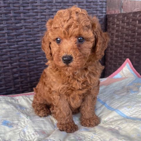 PUDELWELPE ZUR ADOPTION