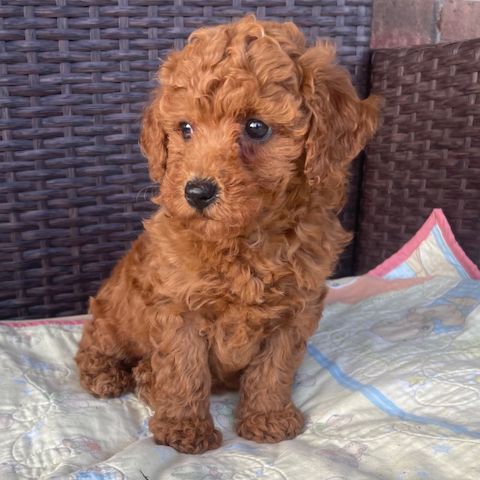 PUDELWELPE ZUR ADOPTION