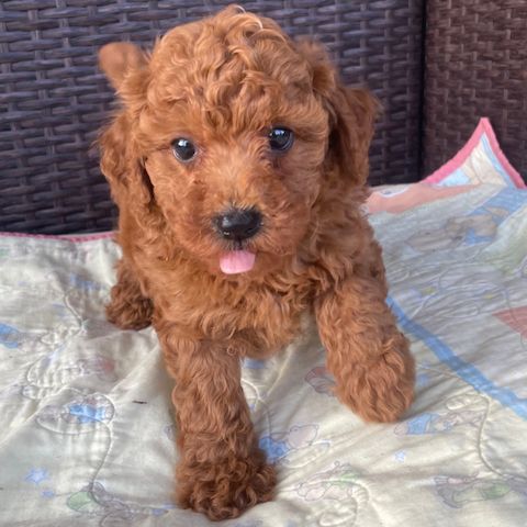 PUDELWELPE ZUR ADOPTION