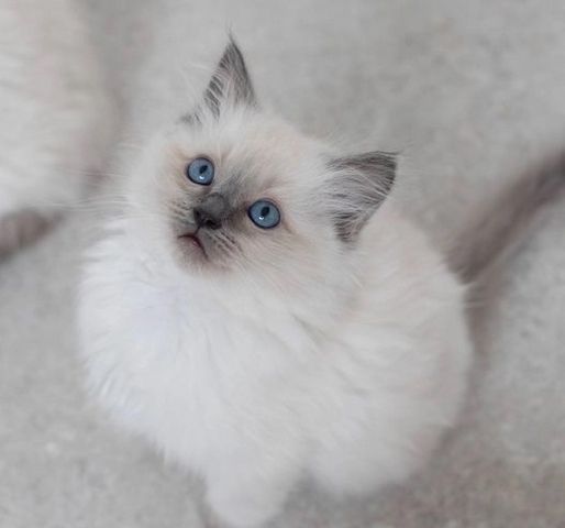 Süße Ragdoll-Kätzchen zu verkaufen