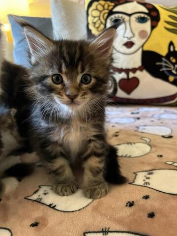 Süße Maine Coon Kätzchen zu verkaufen