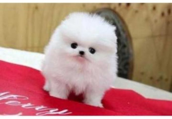 Zwergspitz-Pomeranian Welpen