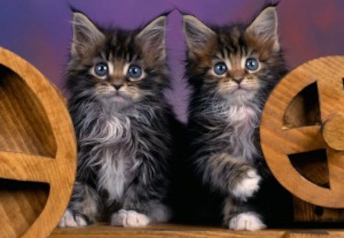 Bezaubernde Maine Coon Kätzchen