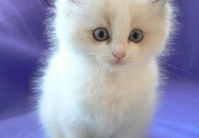Zu Hause aufgezogene Ragdoll-Kätzchen