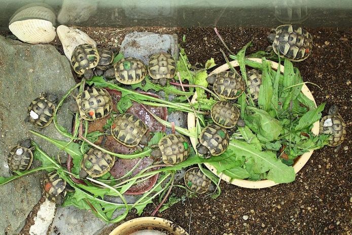 Schildkröten zu verkaufen