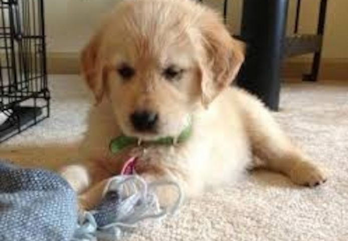 Golden Retriever-Welpen