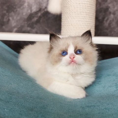 Entzückende Ragdoll-Kätzchen