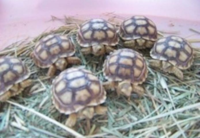 Schildkröten zu verkaufen