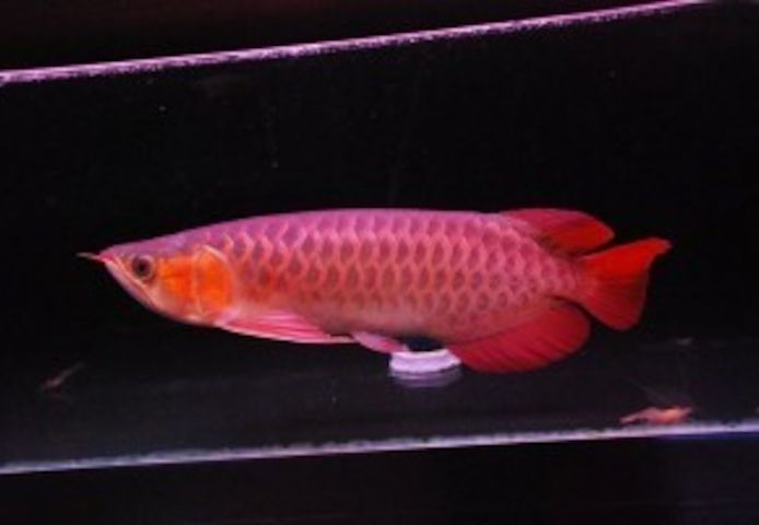 Arowana-Fische zu verkaufen. Verschiedene Arten