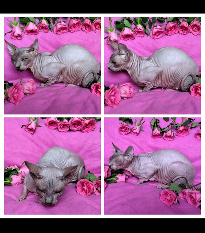 Sphynx Katze