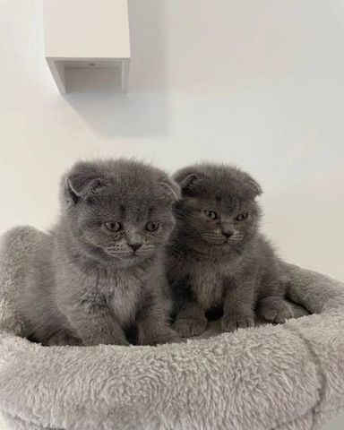 Schöne Scottish Fold Kätzchen zu verkaufen
