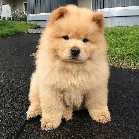 GESUNDER CHOW-CHOW-WELPE ZUR ADOPTION