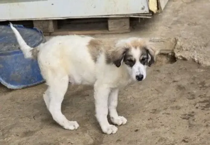Nanuk