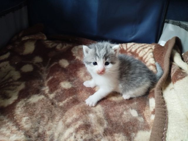 7 Maine Coon Kitten