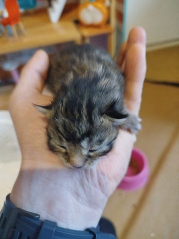 7 Maine Coon Kitten
