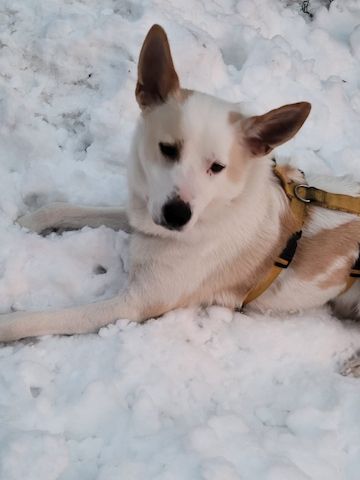 Banjo, a.d.Tierschutz, sucht Happy-Home⁹