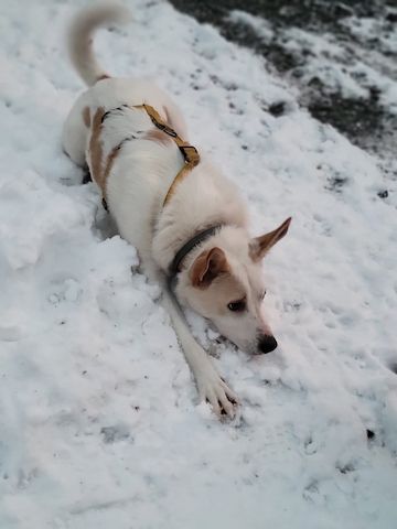 Banjo, a.d.Tierschutz, sucht Happy-Home⁹