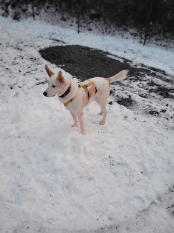 Banjo, a.d.Tierschutz, sucht Happy-Home⁹