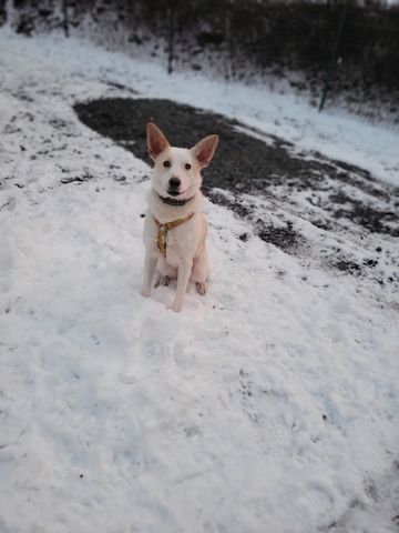 Banjo, a.d.Tierschutz, sucht Happy-Home⁹
