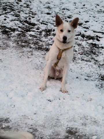 Banjo, a.d.Tierschutz, sucht Happy-Home⁹