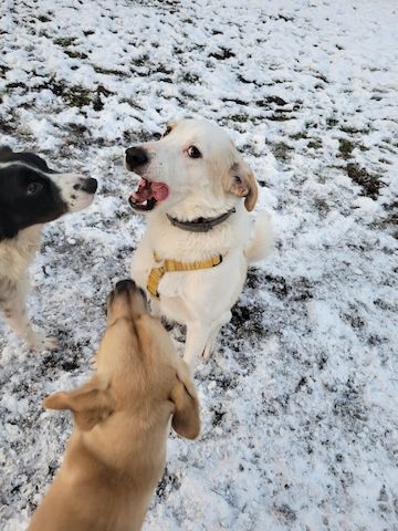 Banjo, a.d.Tierschutz, sucht Happy-Home⁹