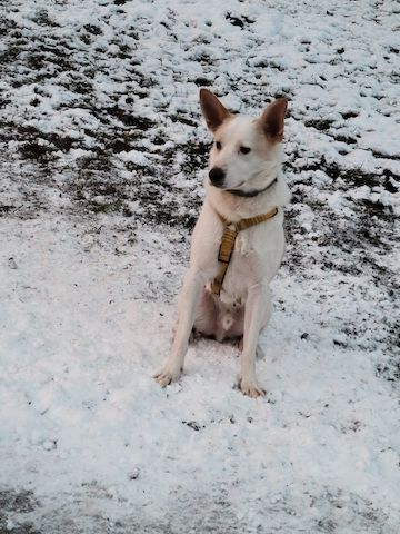 Banjo, a.d.Tierschutz, sucht Happy-Home⁹