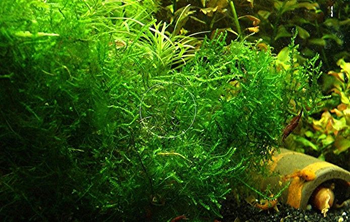 Spikymoos, Aquariumpflanze, Versand/ Abholung