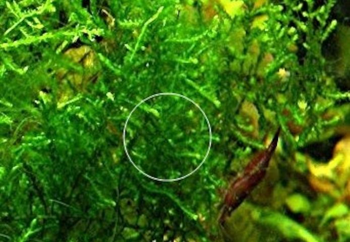 Spikymoos, Aquariumpflanze, Versand/ Abholung