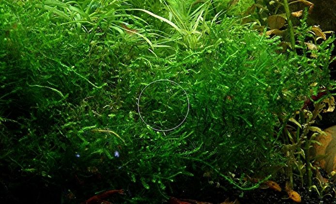 Spikymoos, Aquariumpflanze, Versand/ Abholung