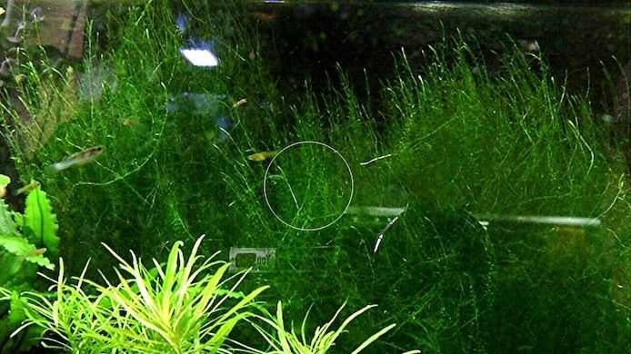 Stringymoos, Aquariumpflanze, Versand/ Abholung