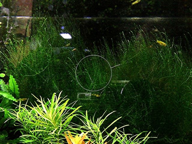 Stringymoos, Aquariumpflanze, Versand/ Abholung