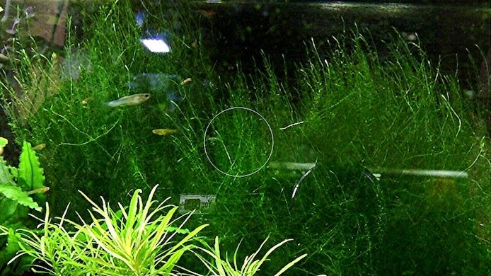 Stringymoos, Aquariumpflanze, Versand/ Abholung