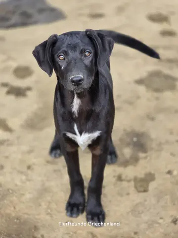 Linus