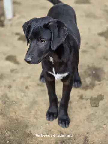 Linus